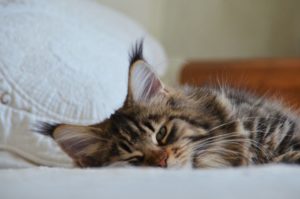 Maine Coon de la chatterie des Pachas Coon's