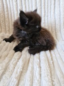 Mâle Maine Coon Robe : Black solide