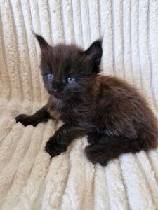 Mâle Maine Coon Robe : Black solide