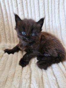 Mâle Maine Coon Robe : Black solide