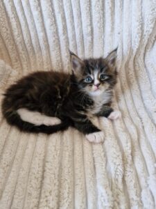 Mâle Maine Coon Robe : Brown blotched tabby et blanc