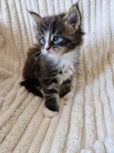 Mâle Maine Coon Robe : Brown blotched tabby et blanc