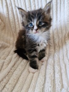 Mâle Maine Coon Robe : Brown blotched tabby et blanc
