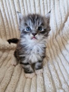 Mâle Maine Coon Robe : Black silver blotched tabby et blanc