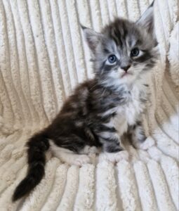 Mâle Maine Coon Robe : Black silver blotched tabby et blanc