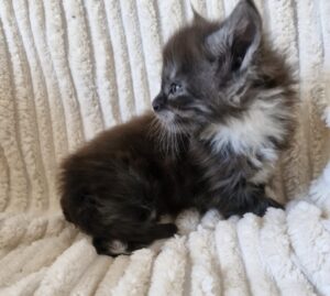 Femelle Maine Coon Robe : Black smoke et blanc
