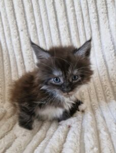 Femelle Maine Coon Robe : Black smoke et blanc