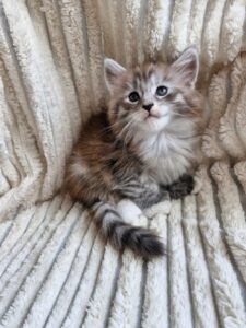 Femelle Maine Coon Robe : Bleue silver mackerel tabby et blanc Polydactile PP