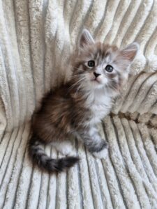 Femelle Maine Coon Robe : Bleue silver mackerel tabby et blanc Polydactile PP