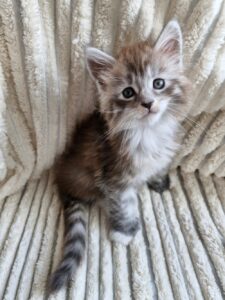 Femelle Maine Coon Robe : Bleue silver mackerel tabby et blanc Polydactile PP