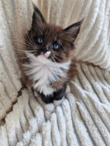 Femelle Maine Coon Robe : Noire et blanche
