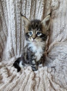 Mâle Maine Coon Robe : Brown blotched tabby et blanc