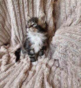 Mâle Maine Coon Robe : Brown blotched tabby et blanc