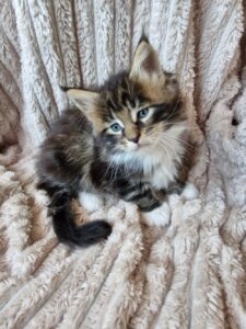Mâle Maine Coon Robe : Brown blotched tabby et blanc