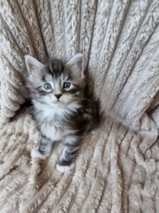 Mâle Maine Coon Robe : Black silver blotched tabby et blanc