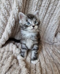 Mâle Maine Coon Robe : Black silver blotched tabby et blanc