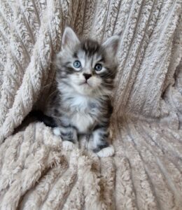 Mâle Maine Coon Robe : Black silver blotched tabby et blanc