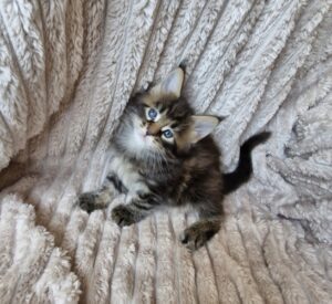 Femelle Maine Coon Robe : Brown blotched tabby
