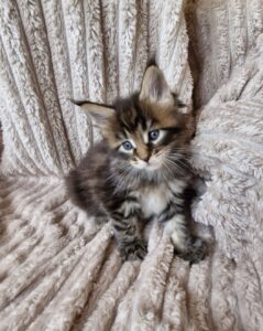 Femelle Maine Coon Robe : Brown blotched tabby
