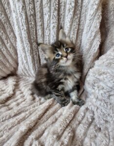 Femelle Maine Coon Robe : Brown blotched tabby