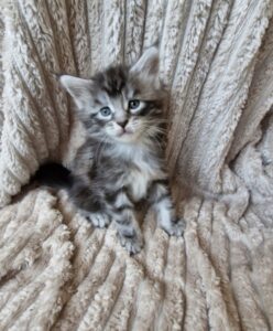 Femelle Maine Coon Robe : Black silver blotched tabby