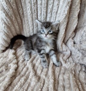 Femelle Maine Coon Robe : Black silver blotched tabby