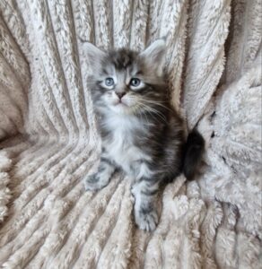 Femelle Maine Coon Robe : Black silver blotched tabby