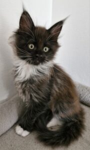 Mâle Maine Coon Robe : Black smoke et blanc