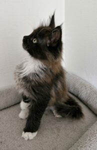 Mâle Maine Coon Robe : Black smoke et blanc