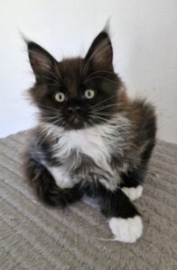 Mâle Maine Coon Robe : Black smoke et blanc