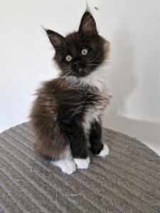 Mâle Maine Coon Robe : Black smoke et blanc