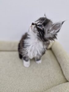 Mâle Maine Coon Robe : Black silver blotched tabby et blanc