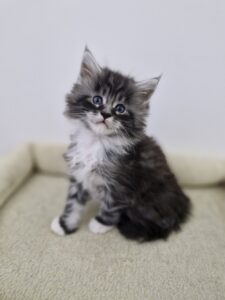 Mâle Maine Coon Robe : Black silver blotched tabby et blanc