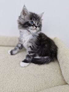 Mâle Maine Coon Robe : Black silver blotched tabby et blanc