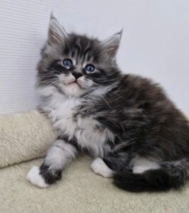 Mâle Maine Coon Robe : Black silver blotched tabby et blanc