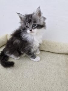 Femelle Maine Coon Robe : Black silver blotched tabby et blanc