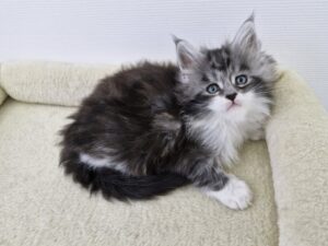 Femelle Maine Coon Robe : Black silver blotched tabby et blanc