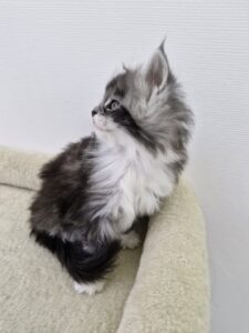 Femelle Maine Coon Robe : Black silver blotched tabby et blanc