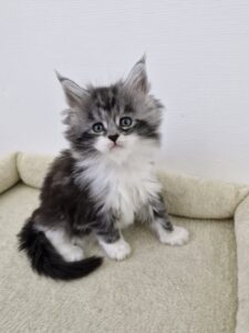 Femelle Maine Coon Robe : Black silver blotched tabby et blanc