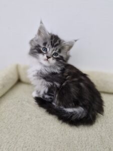 Femelle Maine Coon Robe : Black silver blotched tabby et blanc