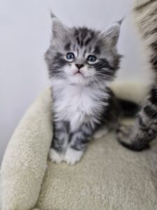 Femelle Maine Coon Robe : Black silver blotched tabby et blanc