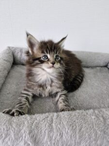 Femelle Maine Coon Robe : Brown mackerel tabby