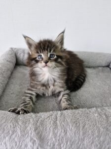 Femelle Maine Coon Robe : Brown mackerel tabby