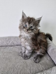 Femelle Maine Coon Robe : Black silver blotched tabby Polydactile