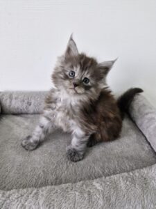 Femelle Maine Coon Robe : Black silver blotched tabby Polydactile
