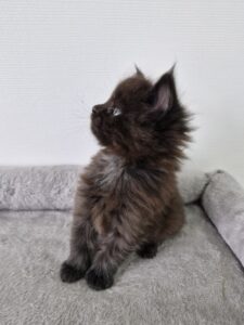 Femelle Maine Coon Robe : Black