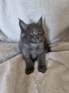 Mâle Maine Coon Robe : Bleu