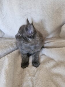 Mâle Maine Coon Robe : Bleu