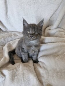 Mâle Maine Coon Robe : Bleu