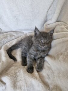 Mâle Maine Coon Robe : Bleu